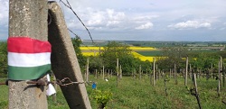 Borlovagrend
